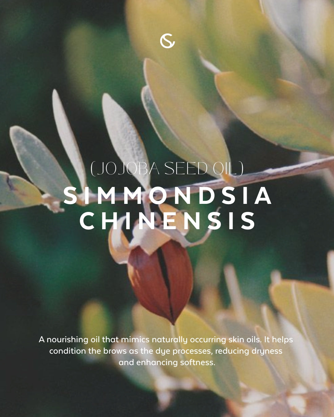 Supercilium Brow Henna Dye - Black